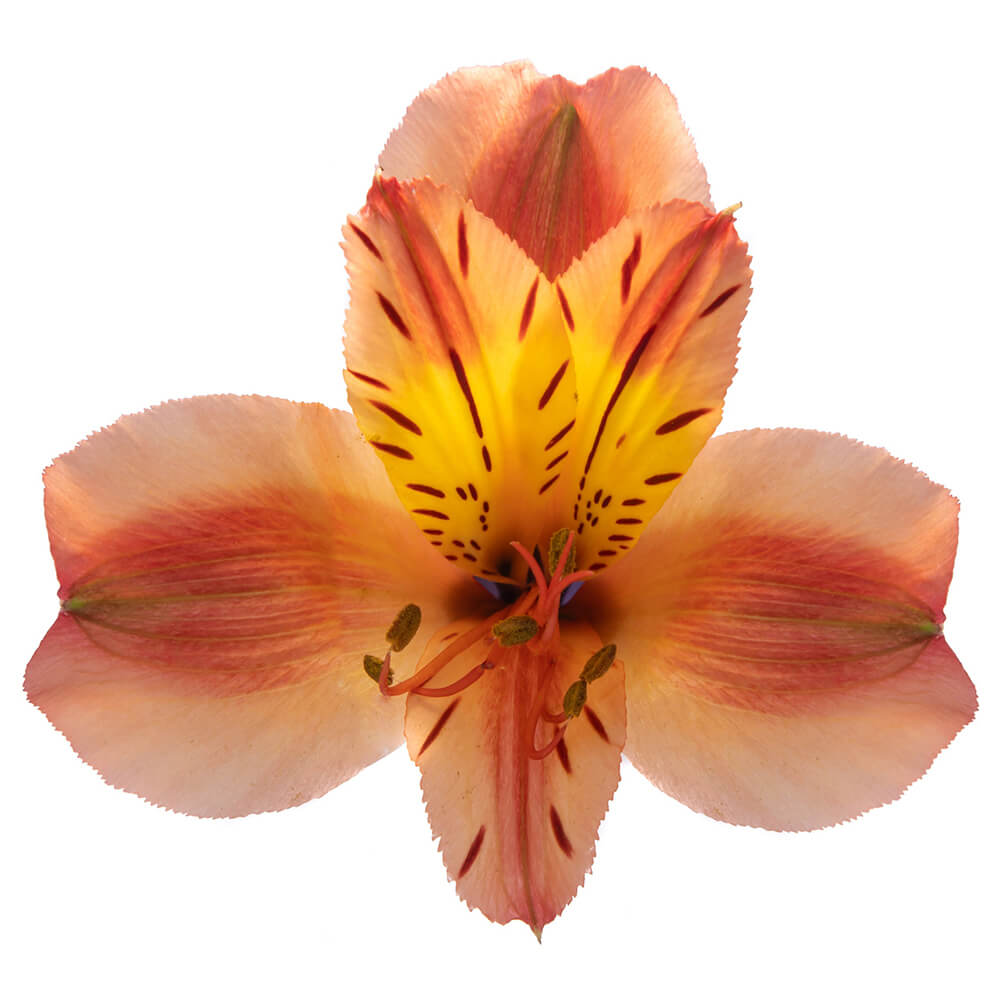 Alstroemeria Orange Queen The Queen's Flowers