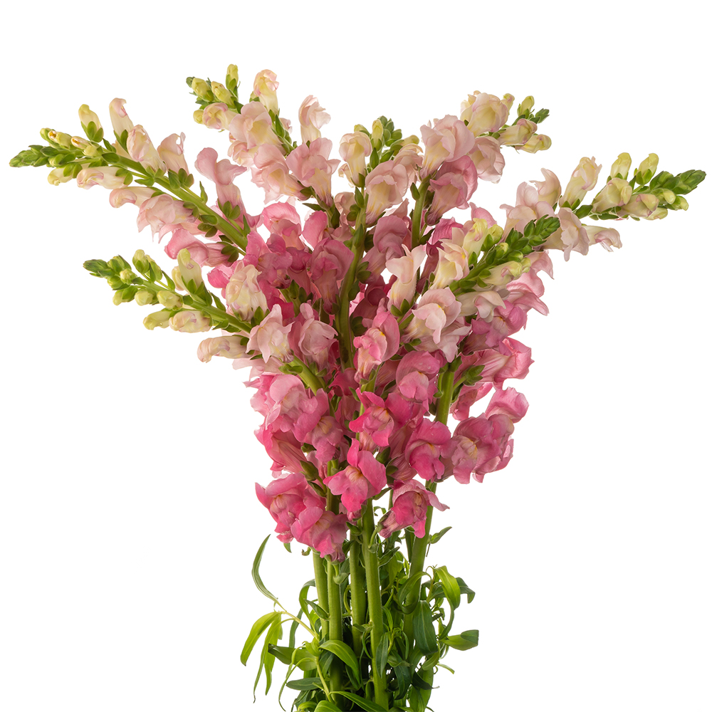 Dark Pink Snapdragon | The Queen's Flowers
