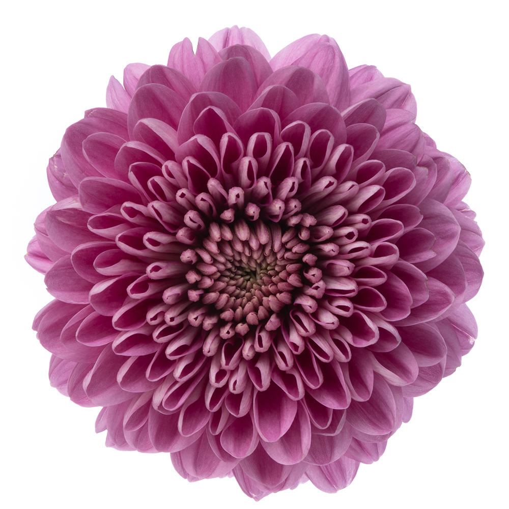 Mum Ball Lorax The Queen's Flowers