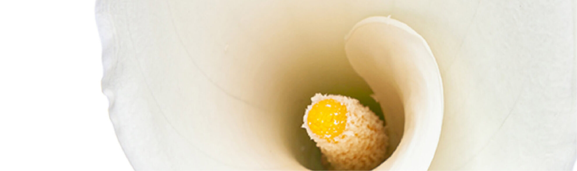 Calla Lily Gallery The Queen's Flowers