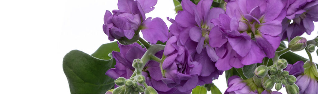 Spray Stock Gallery – The Queen's Flowers