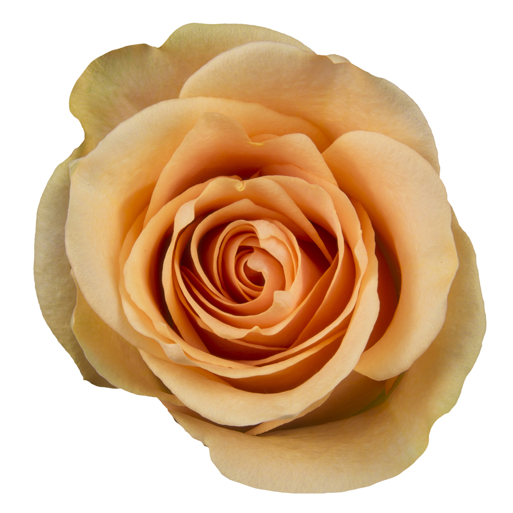 Ecuadorian Rose Cuenca The Queen's Flowers