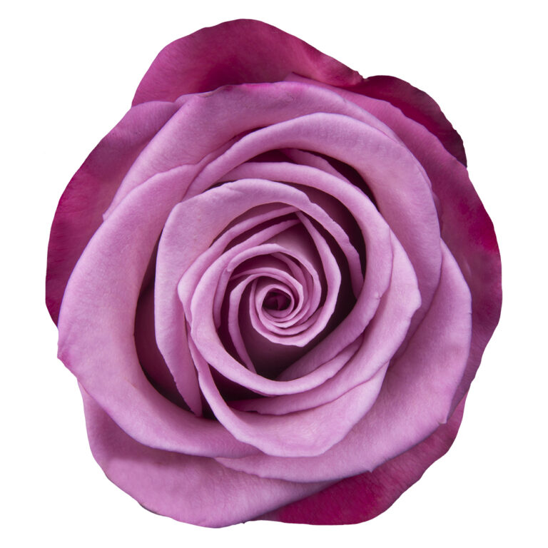 Ecuadorian Rose Moody Blues – The Queen's Flowers
