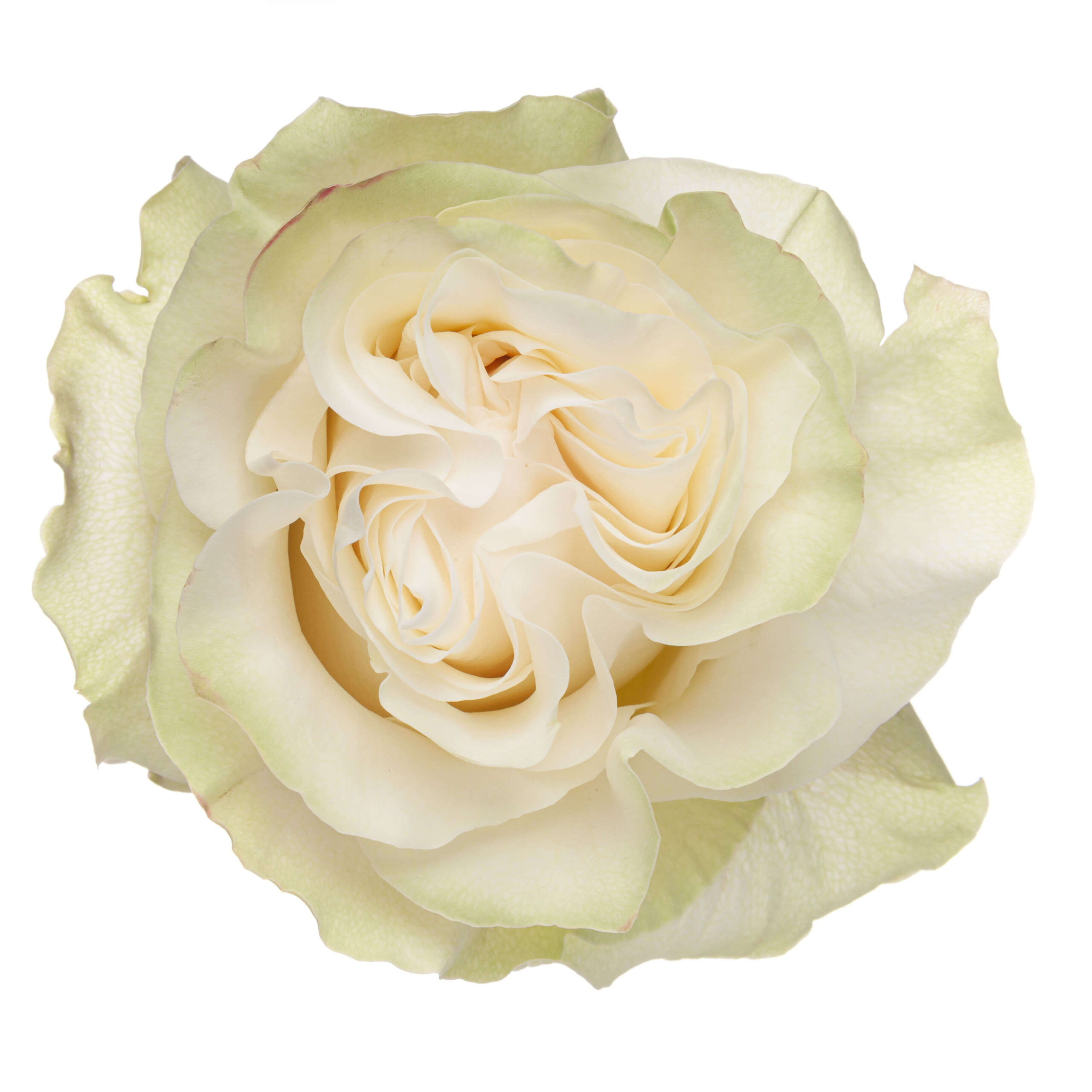 Ah!Maze Rose Moonstone The Queen's Flowers