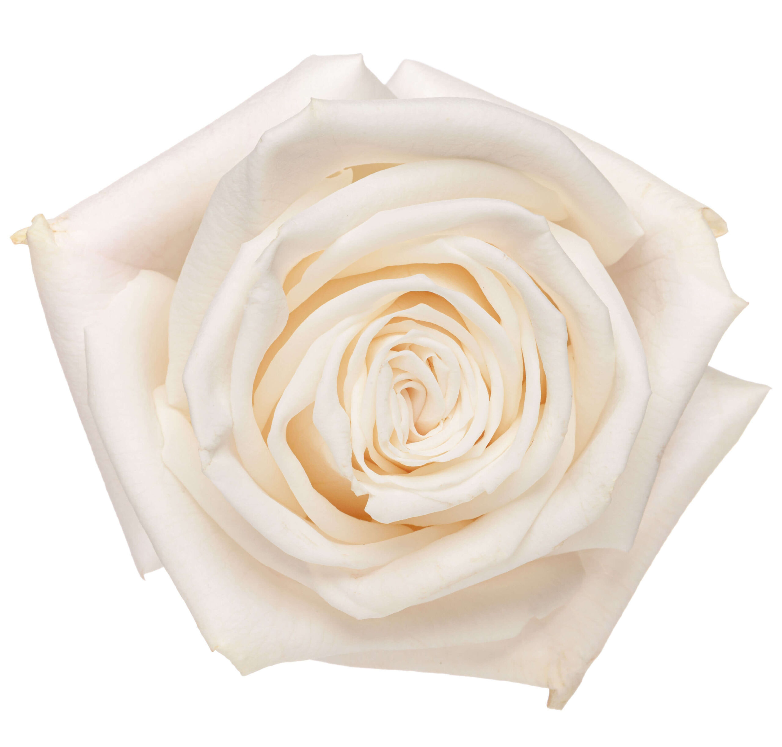 Ah!Maze Rose Playa Blanca | The Queen's Flowers