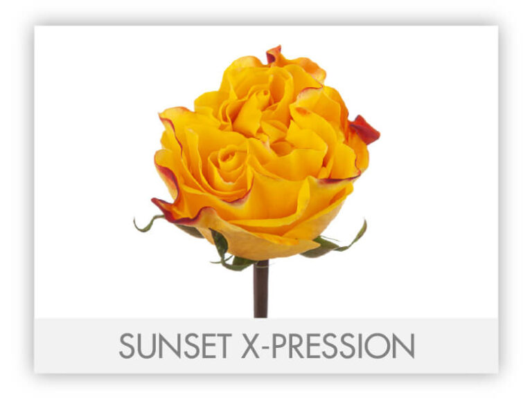 Ah! Maze Roses – The Queen's Flowers