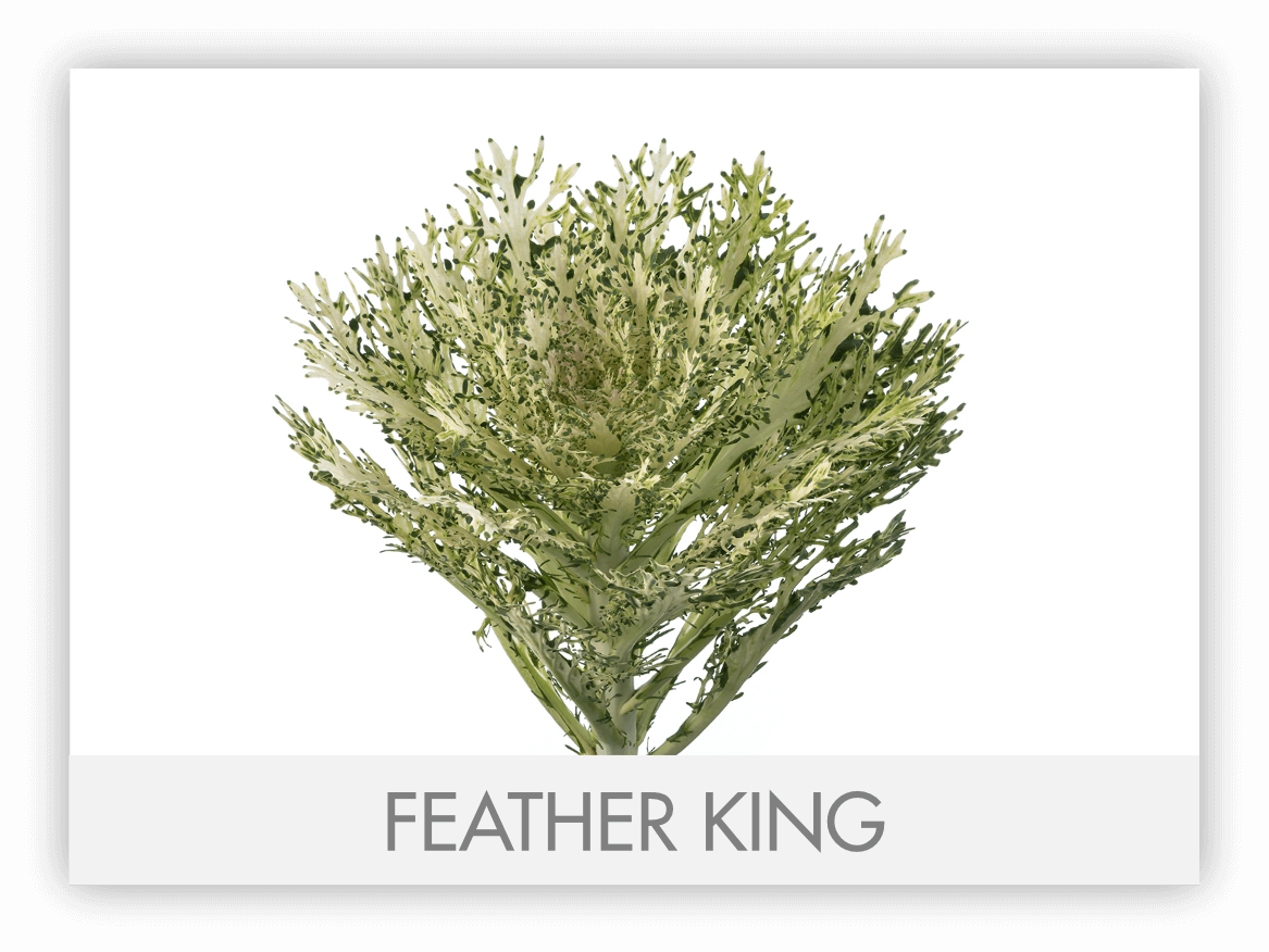 KALE Gallery The Queen's Flowers