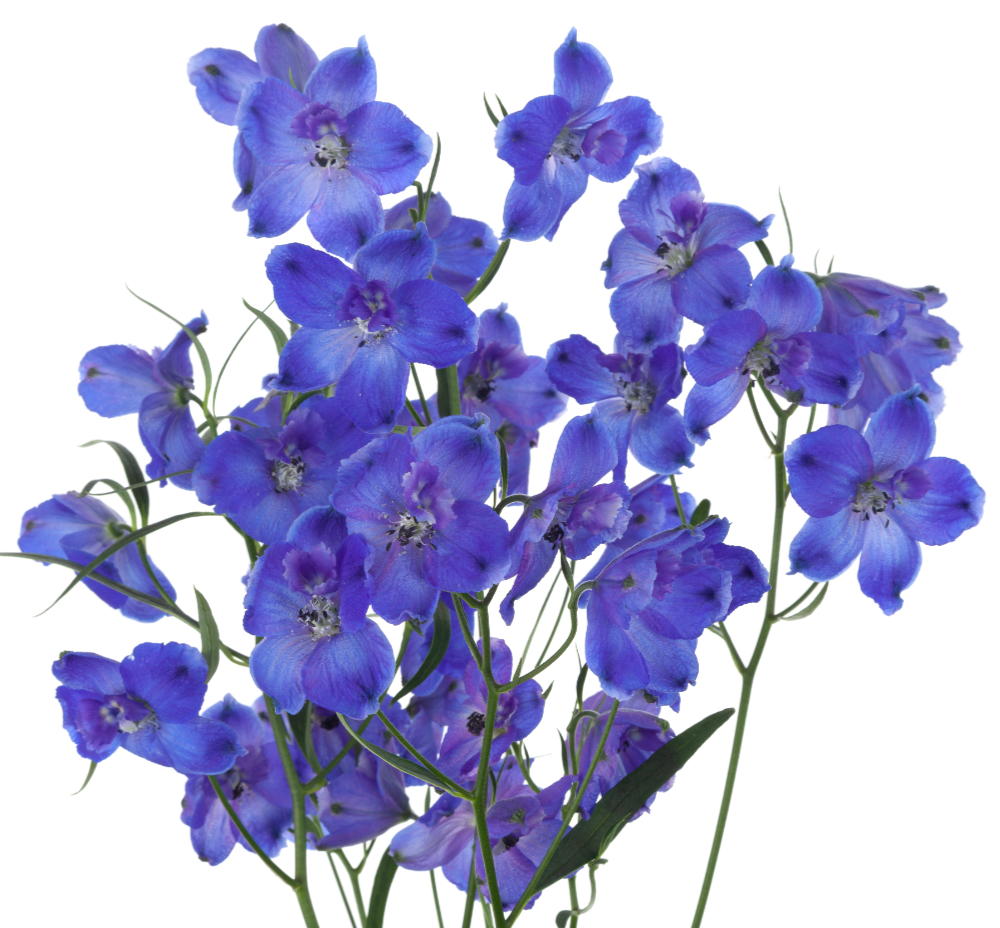 Delphinium Sunshine – The Queen's Flowers