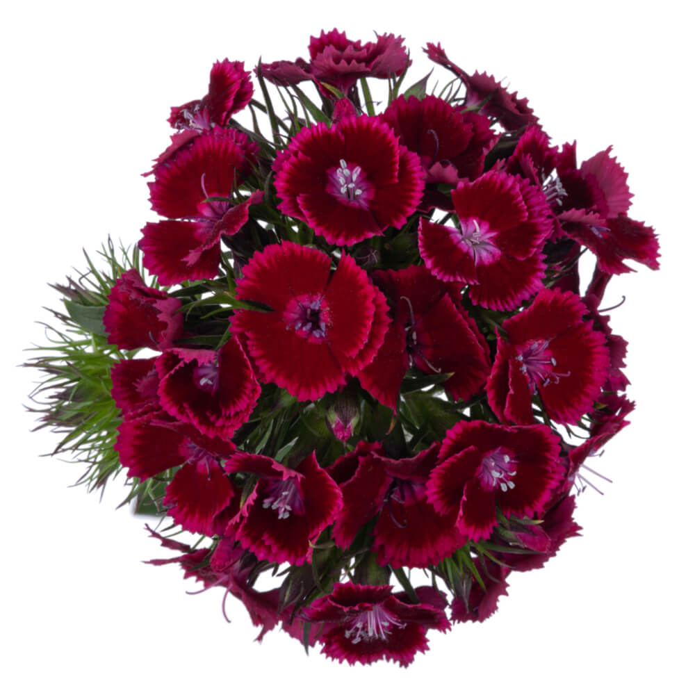 Dianthus Ball Breanthus Jolly The Queen's Flowers
