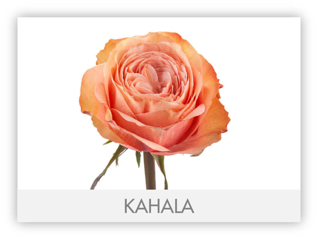 Ah! Maze Roses – The Queen's Flowers