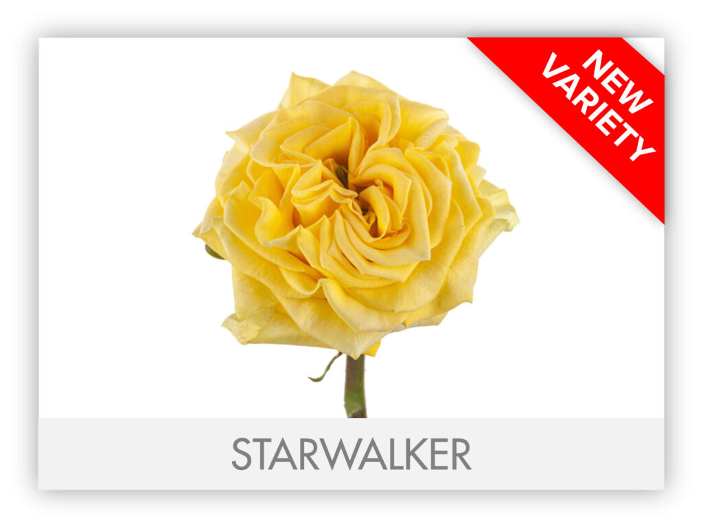 Ah! Maze Roses – The Queen's Flowers