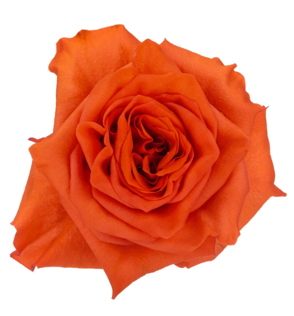 Ah!Maze Rose Orange Enigma – The Queen's Flowers