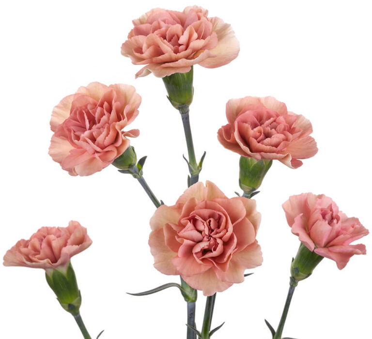 Mini Carnation Atacama The Queen's Flowers
