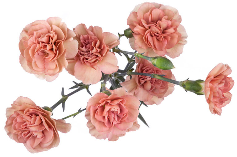 Mini Carnation Atacama The Queen's Flowers