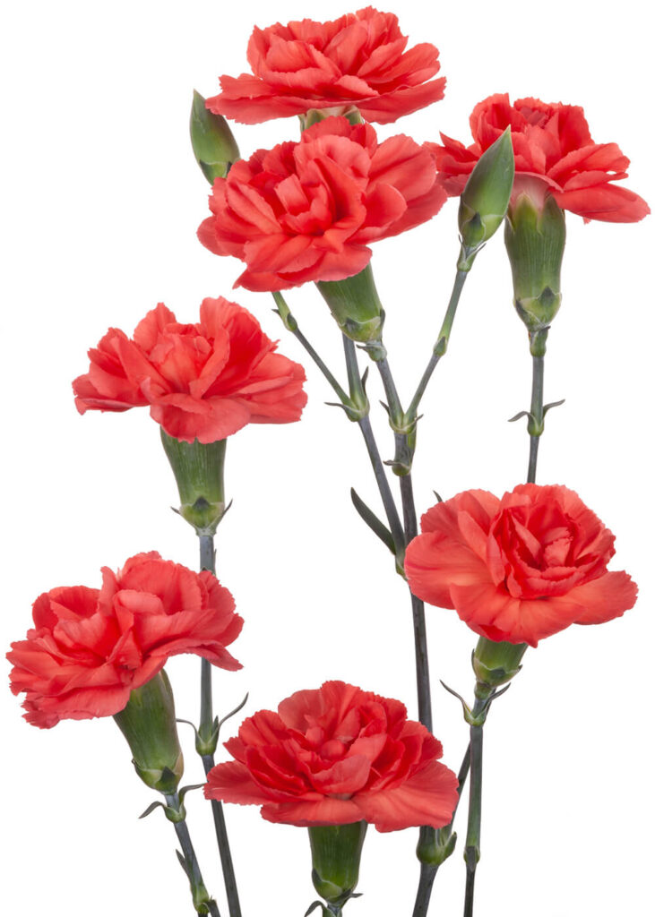 Mini Carnation Valencia The Queen's Flowers