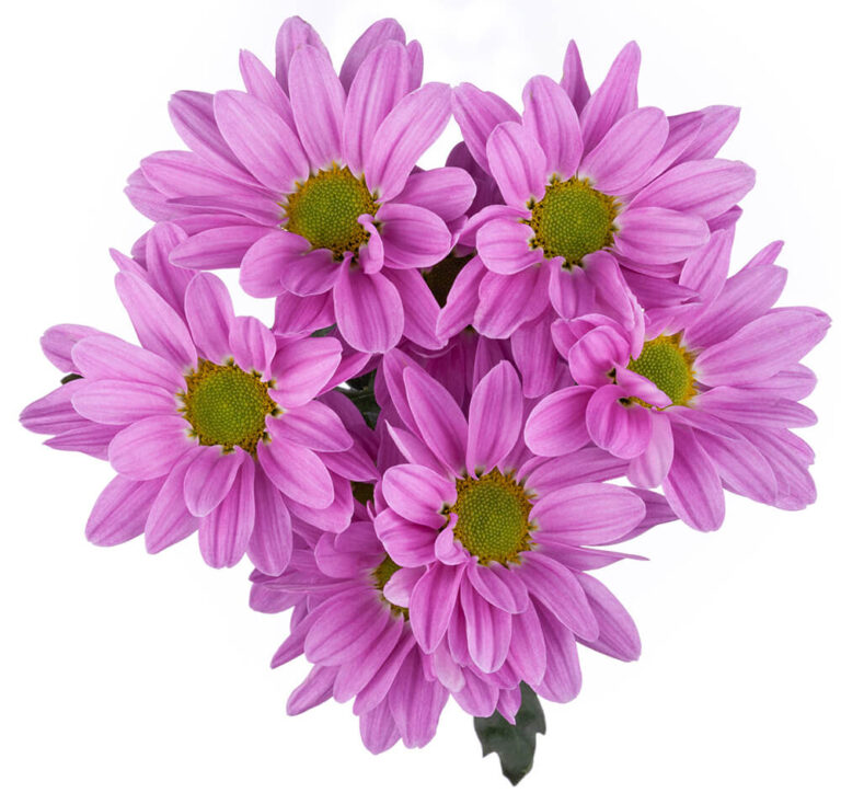 Pompon Melrose Dark The Queen's Flowers