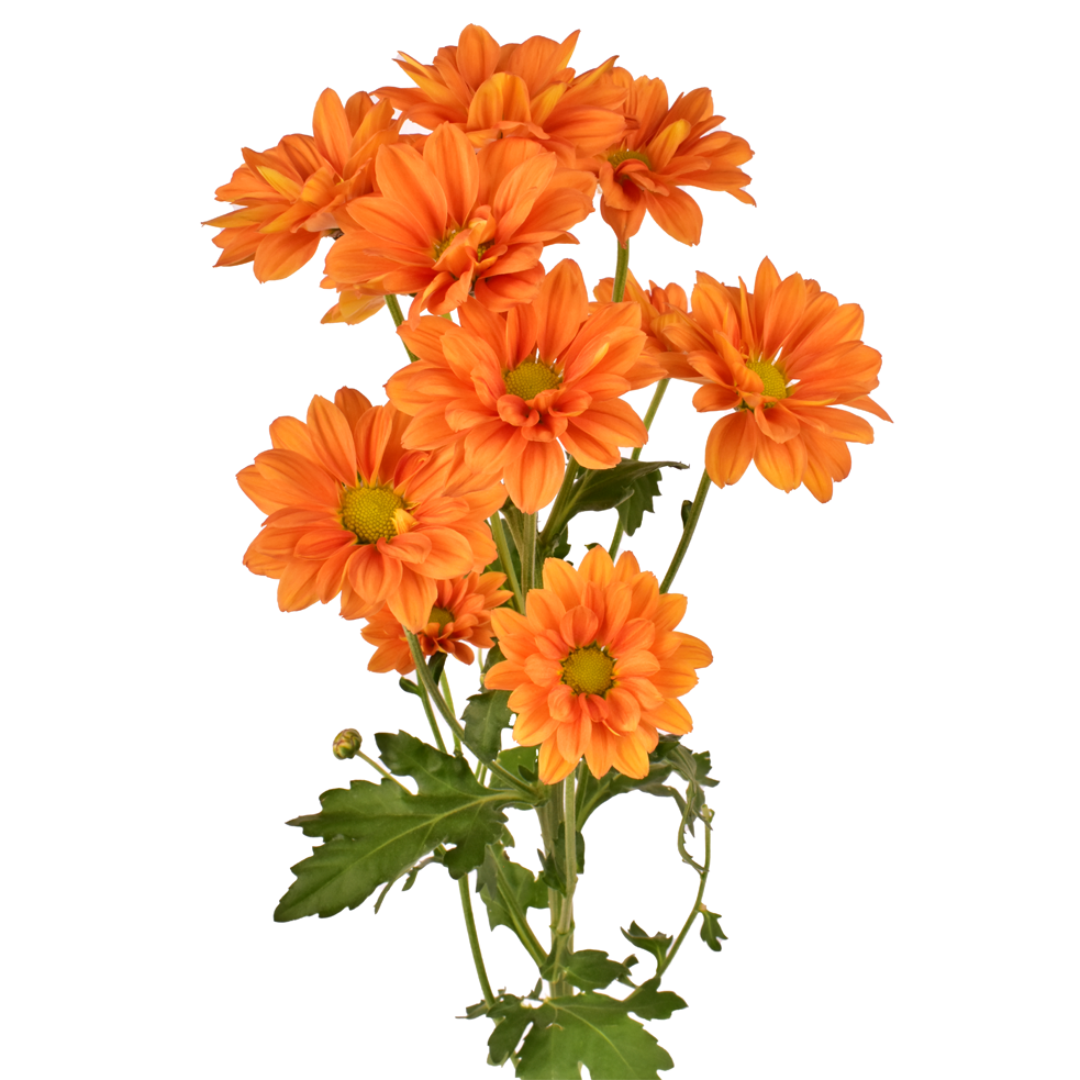 LINA CENITAL LINA CENITAL