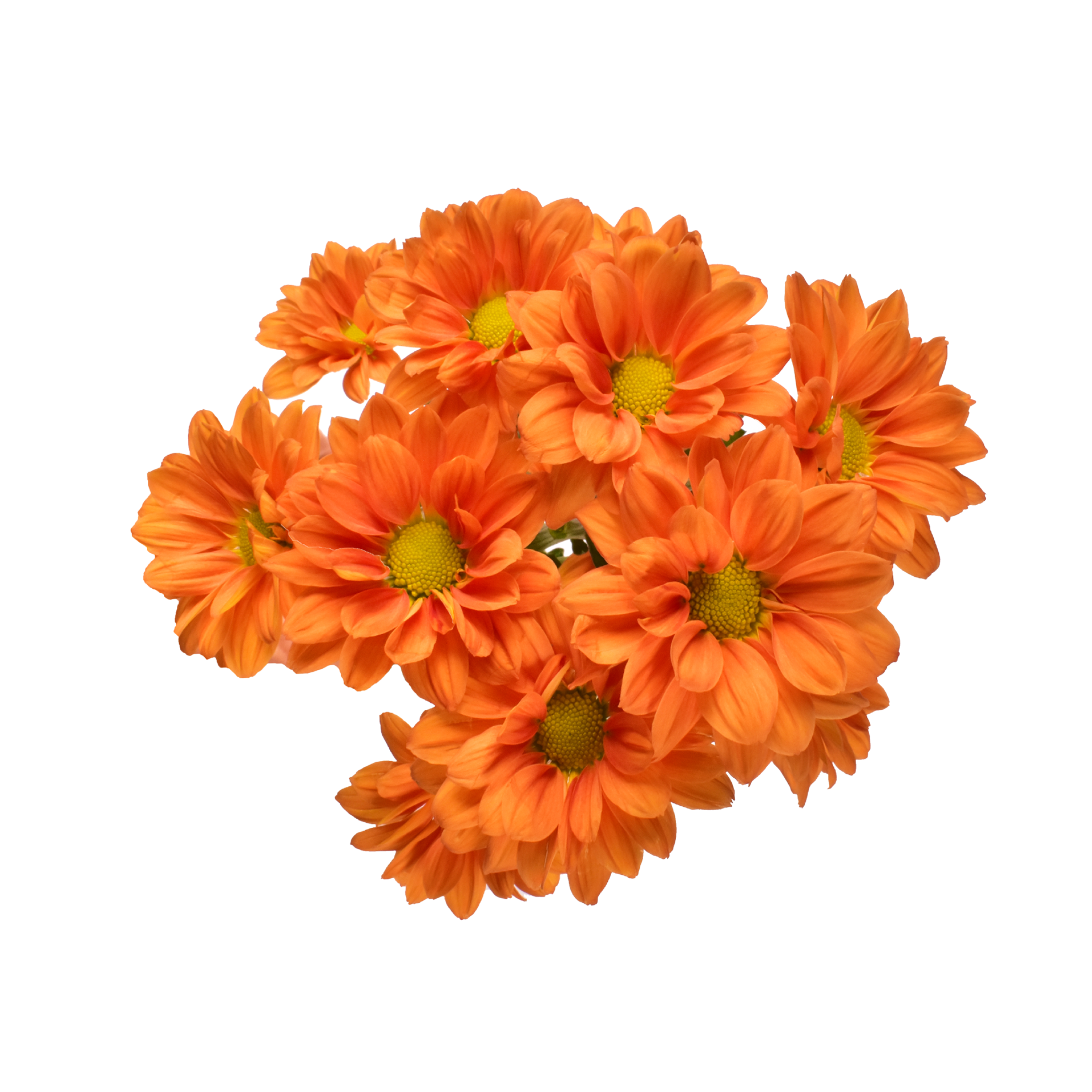 Pompon Lina The Queen's Flowers