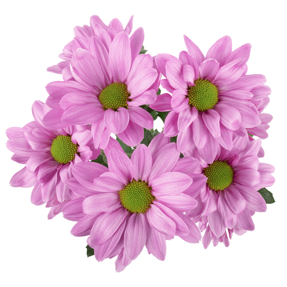 2 KARLO DAISY LV cenital