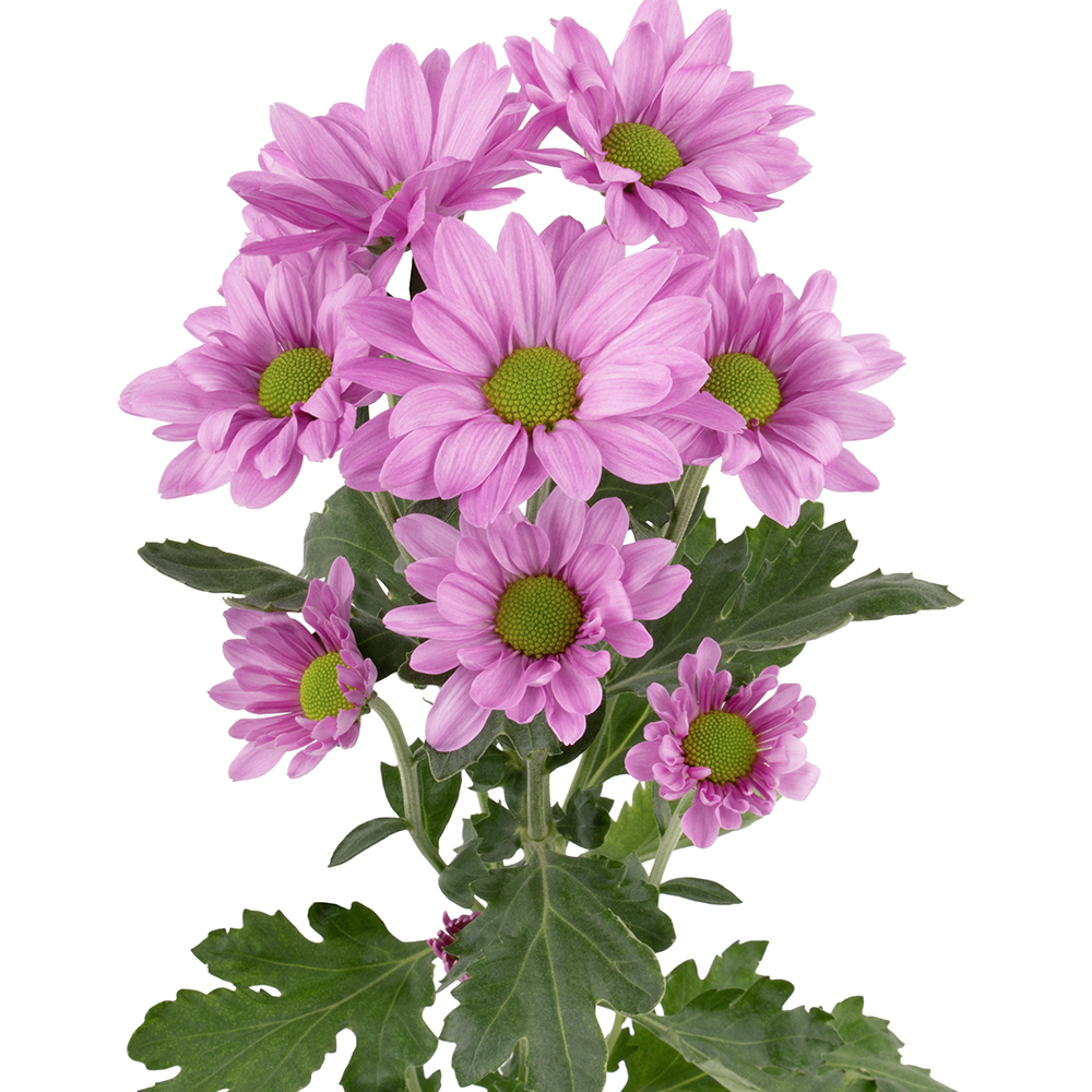2 KARLO DAISY LV frontal