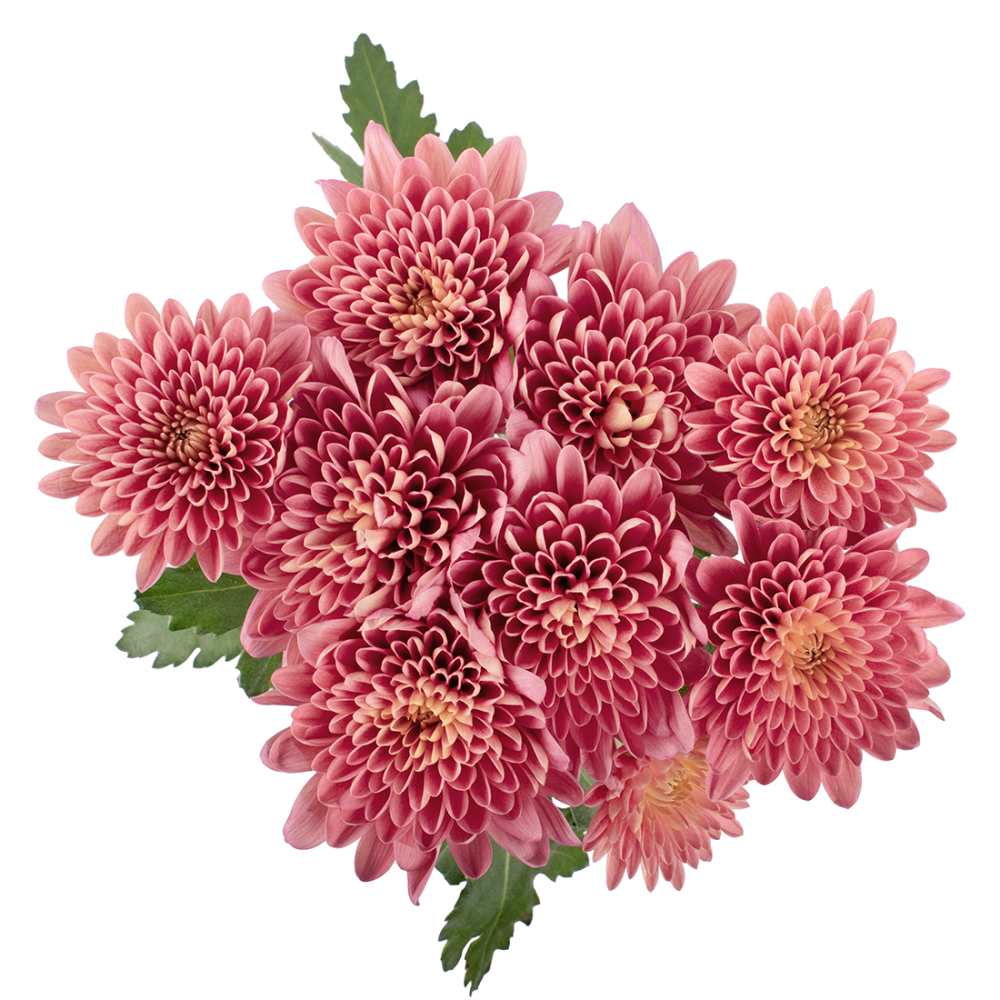 2 PRODIGY CORAL cenital