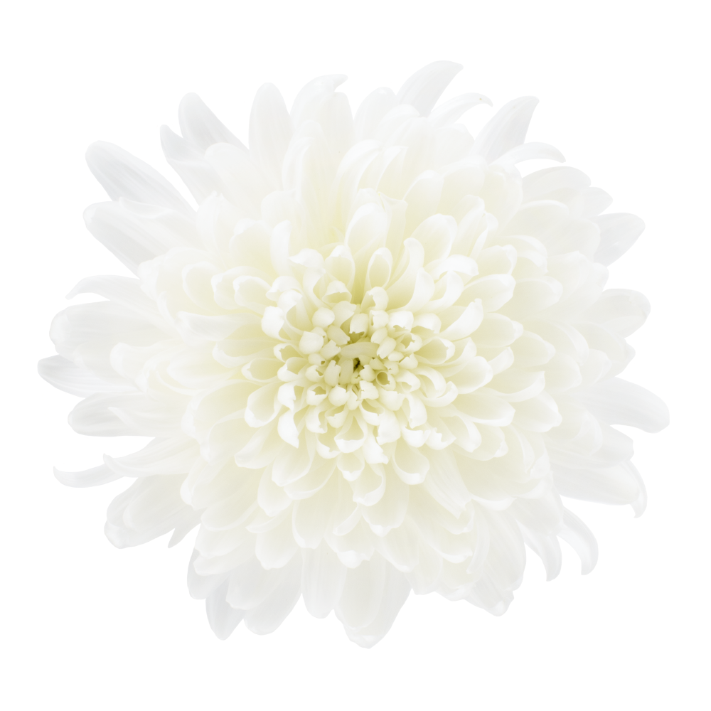 4 CREMON KOLOSSUS BLANCO cenital