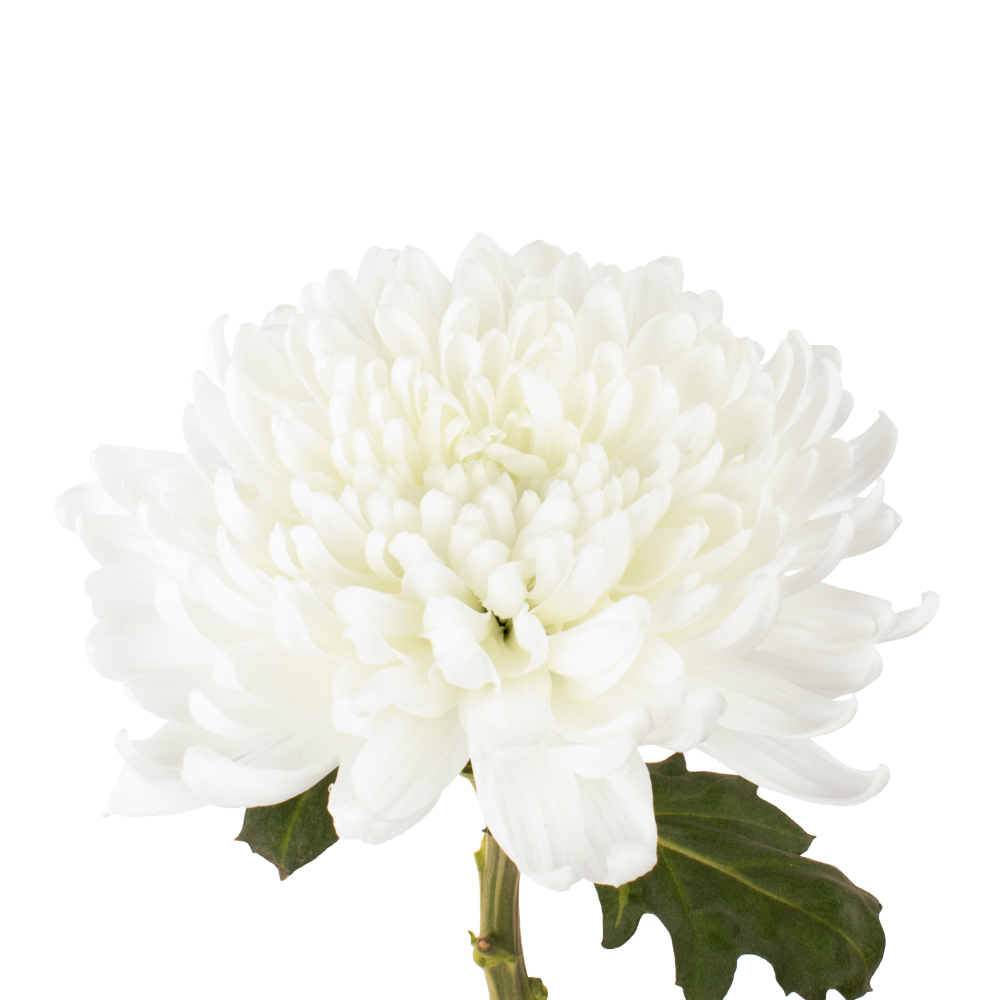 4 CREMON KOLOSSUS BLANCO frontal