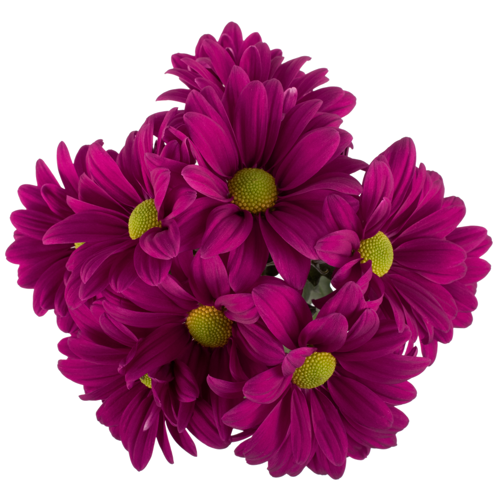 AMOR FANCY PU cenital 2
