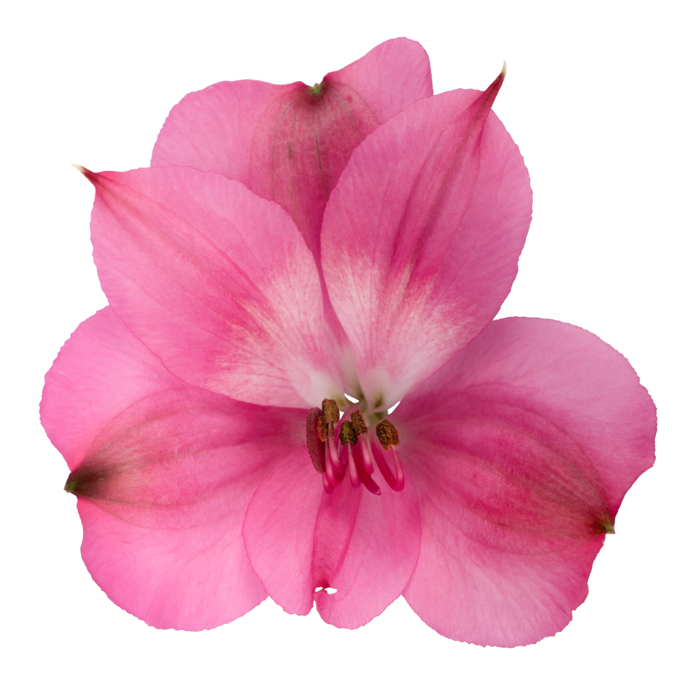 Alstroemeria INTENZ DPK cenital