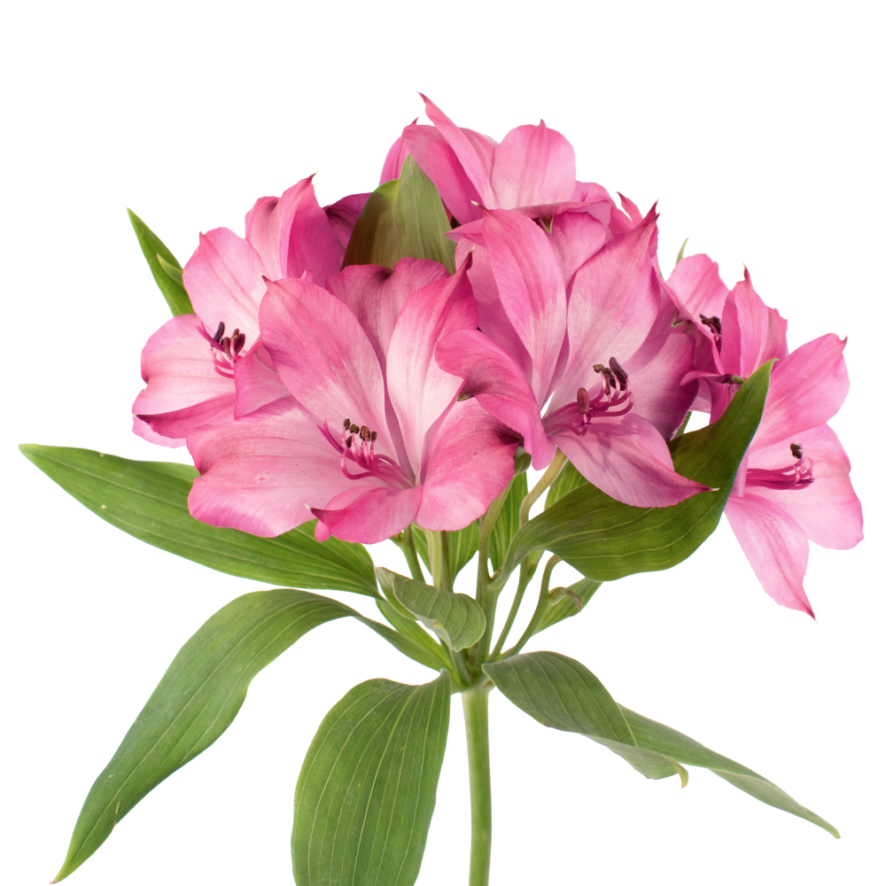 Alstroemeria INTENZ DPK frontal