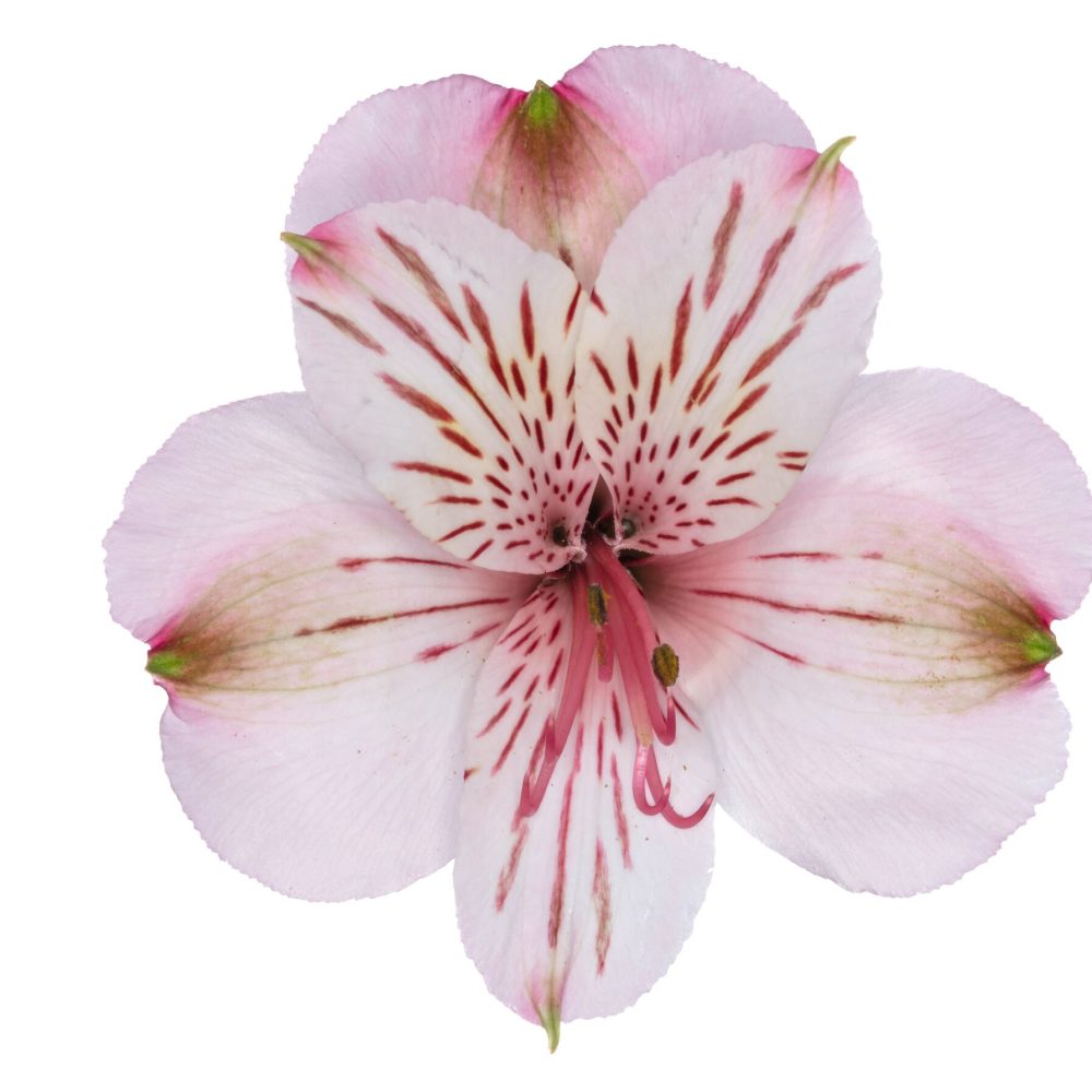 Alstroemeria Jane 1
