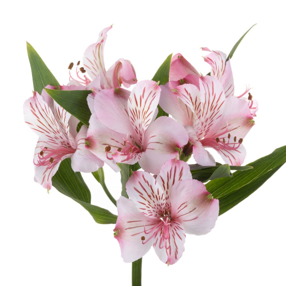 Alstroemeria Jane