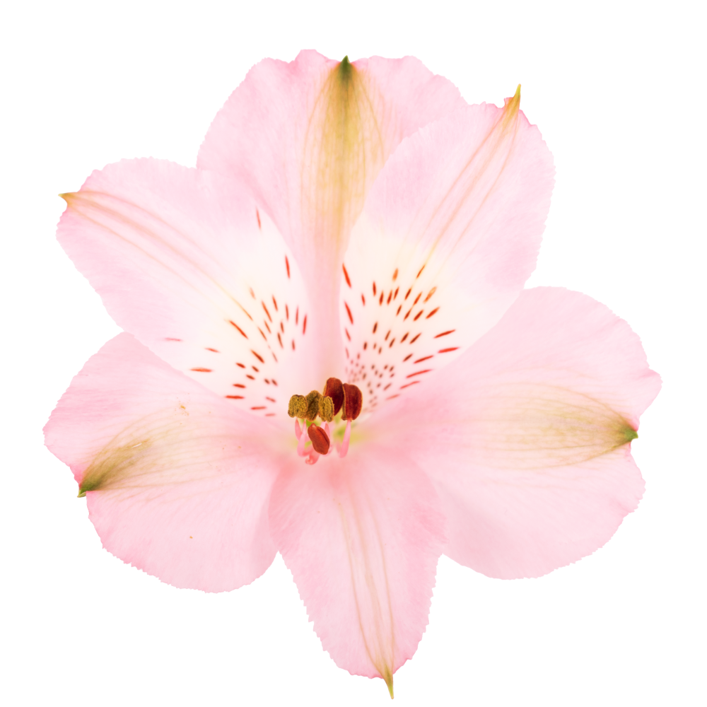 Alstroemeria STEPHANIE PK cenital2