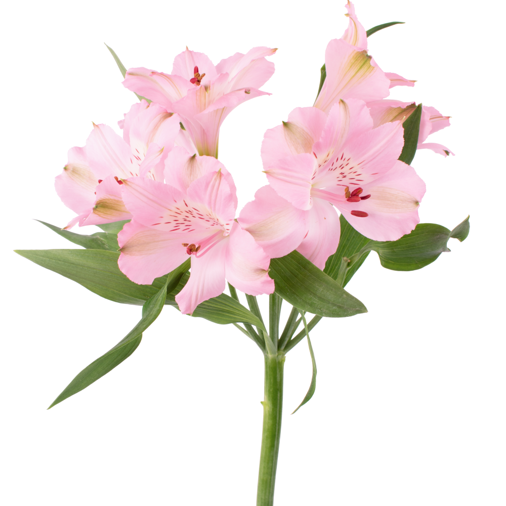 Alstroemeria STEPHANIE PKfrontal