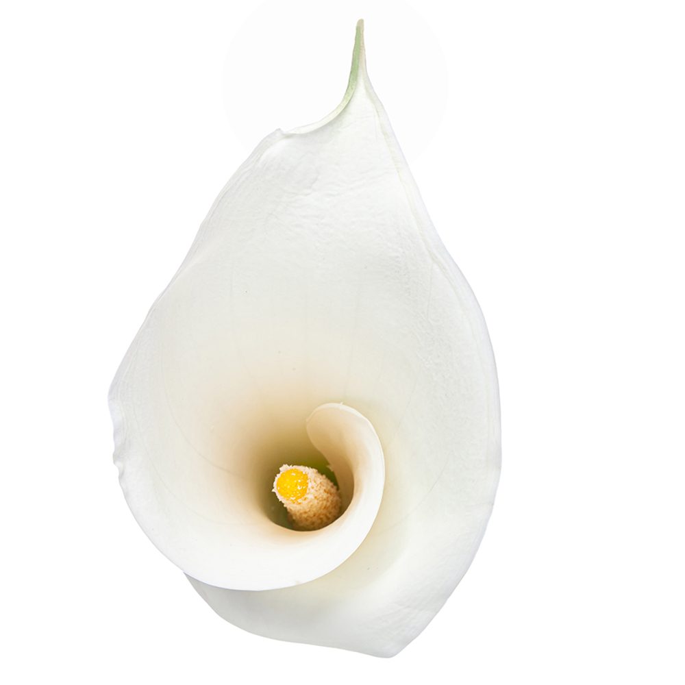 CALLA LILY