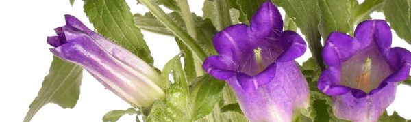 CAMPANULA_GALLERY HEADERs (1)