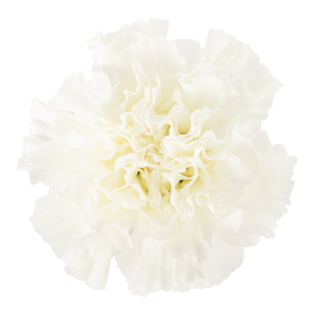 CARN WH MIRANDA cenital