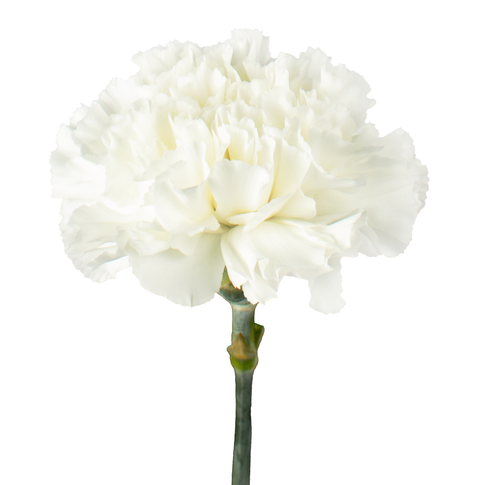 CARN WH MIRANDA frontal