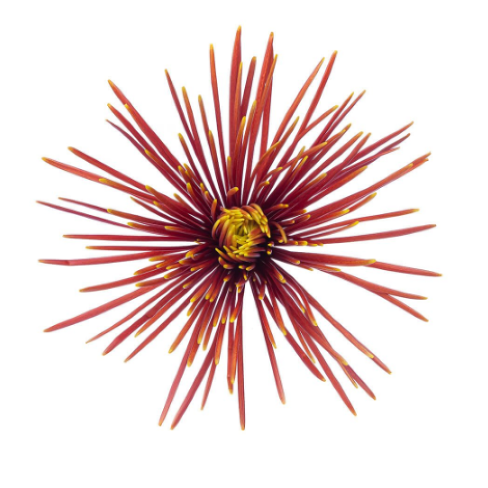CHISPA SPIDER
