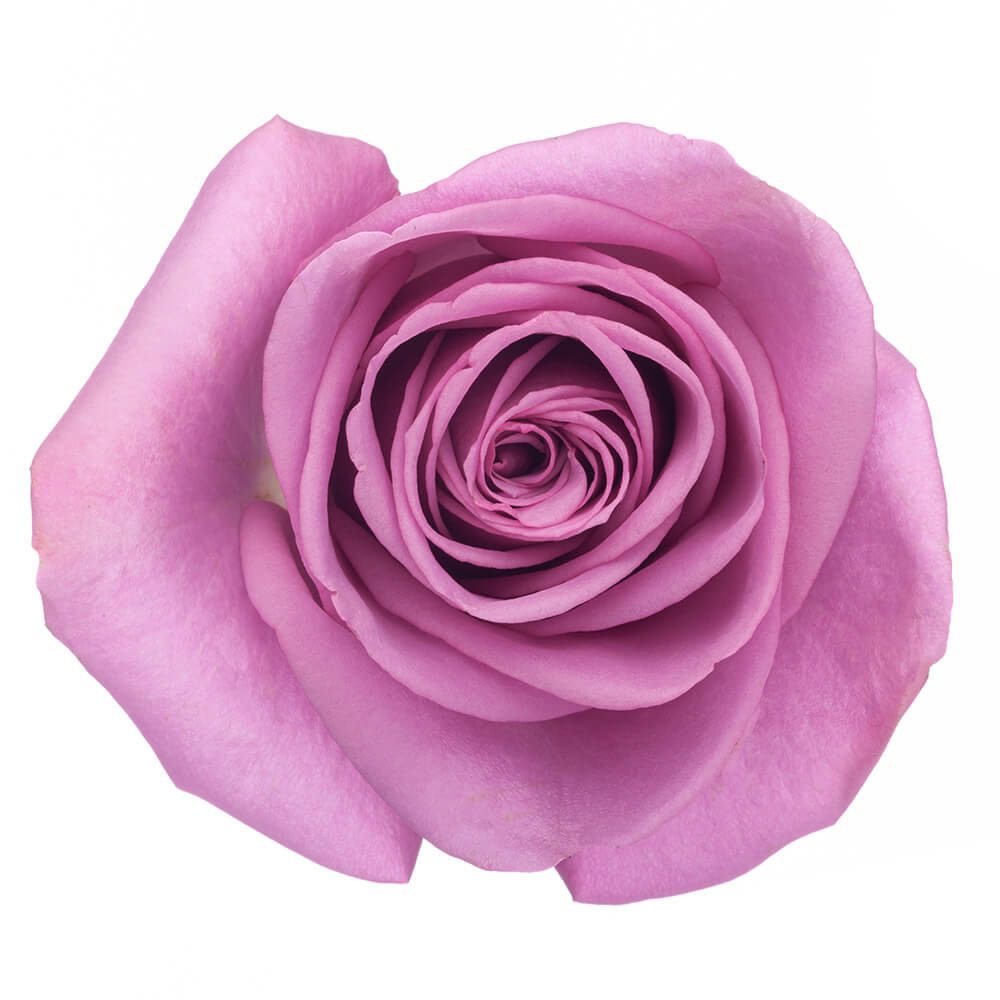 Rose Cool Water The Queen's Flowers