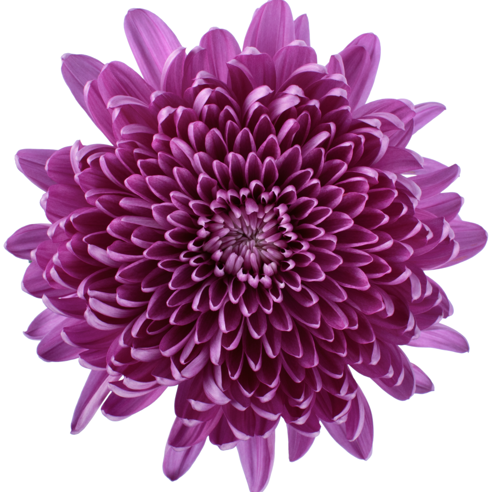 CREMON CONTESSA cenital