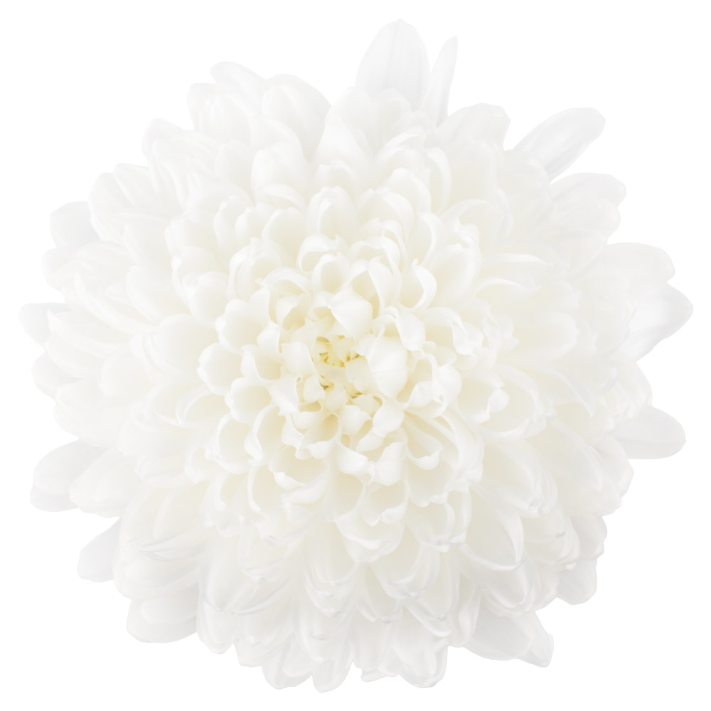 CREMON KAMALIYA WH cenital