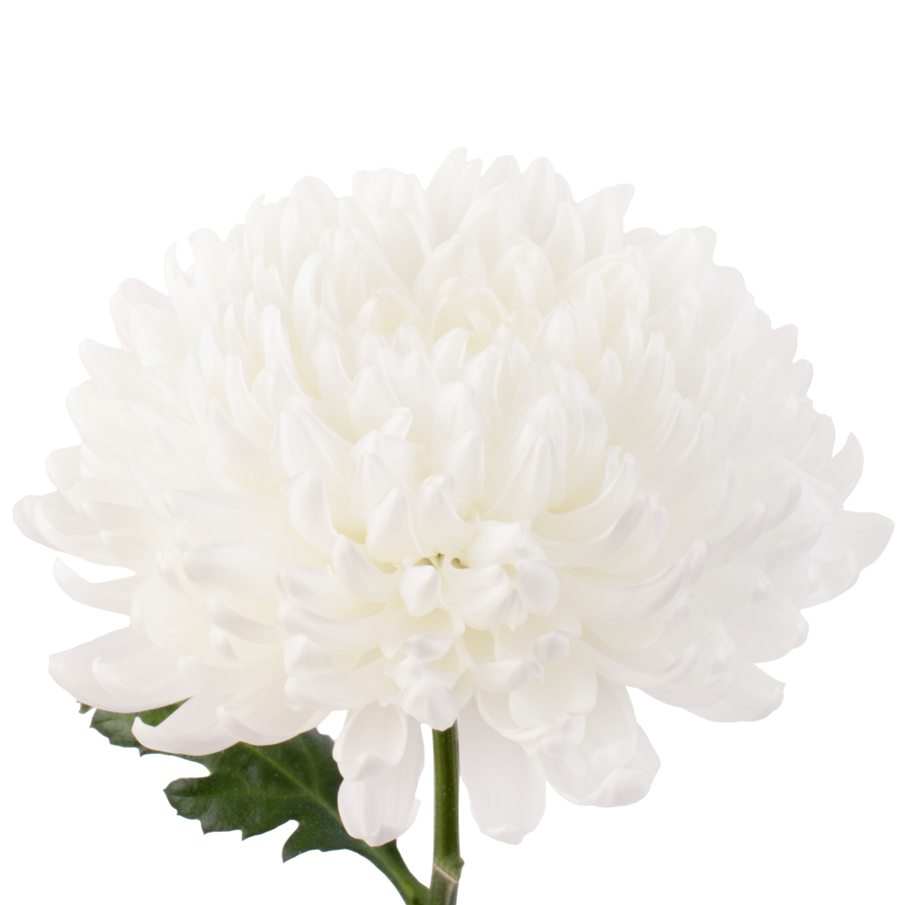 CREMON KAMALIYA WH frontal