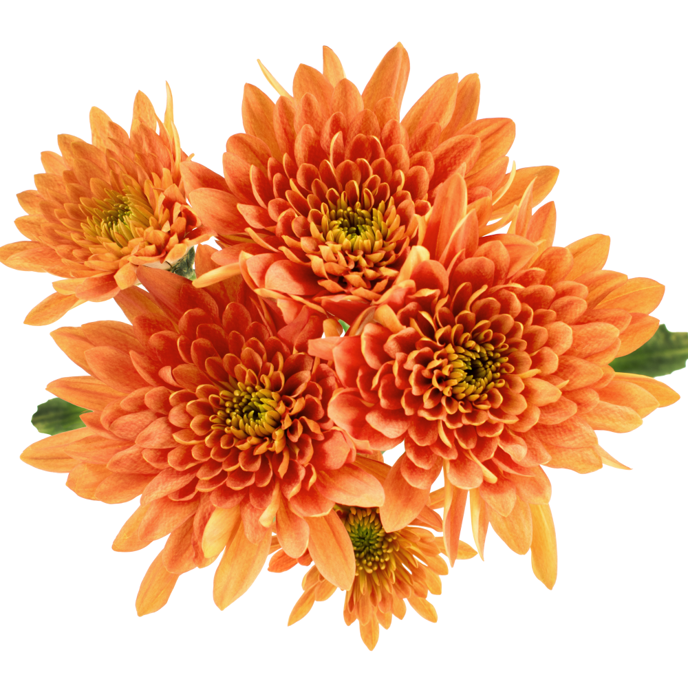 CUSHION BZ GRAND PRESTIGE cenital 3