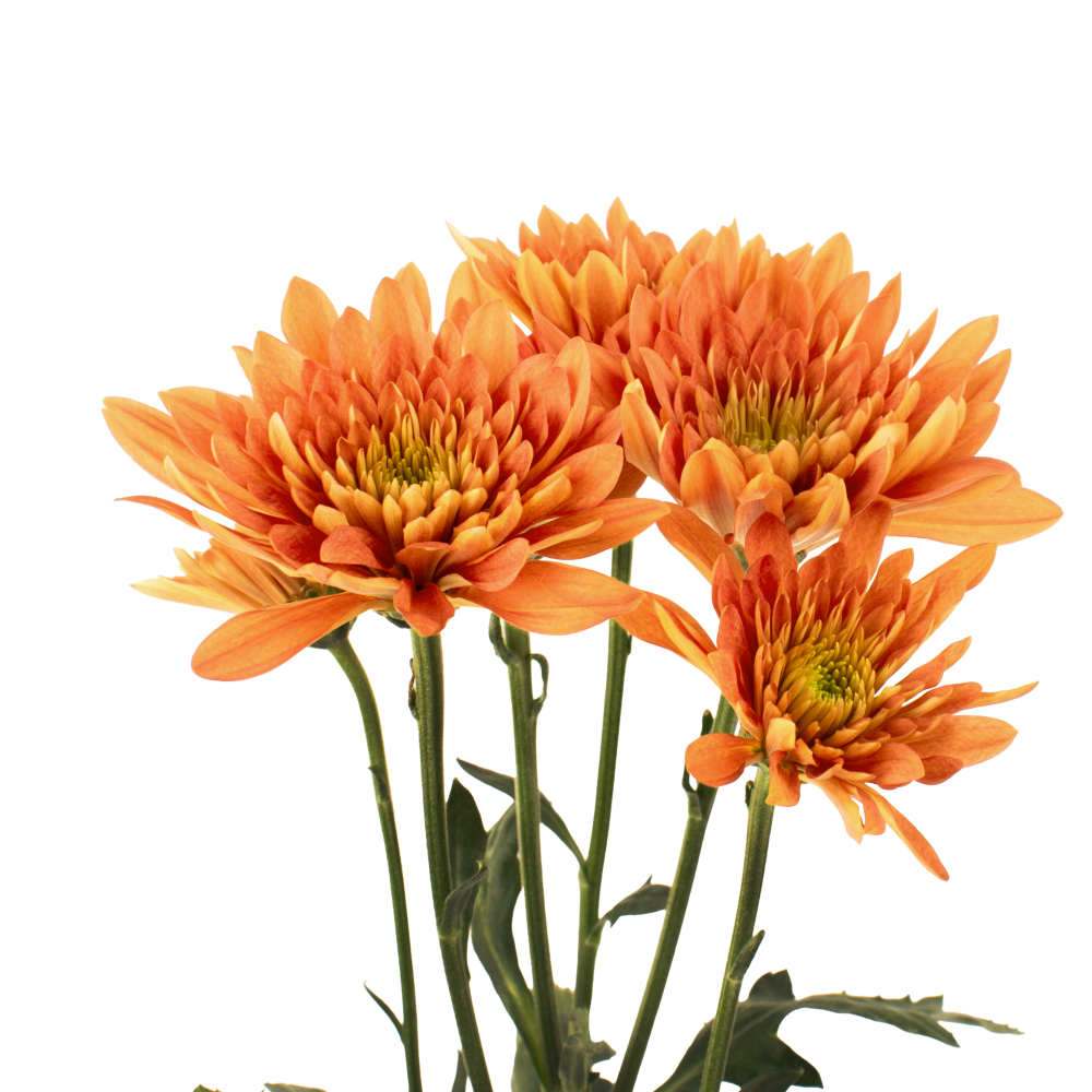 CUSHION BZ GRAND PRESTIGE frontal 3