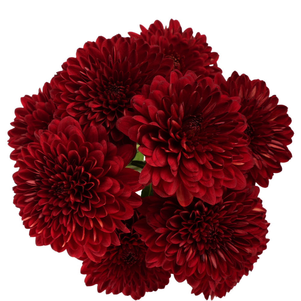 CUSHION SEI RUBEUS RD cenital