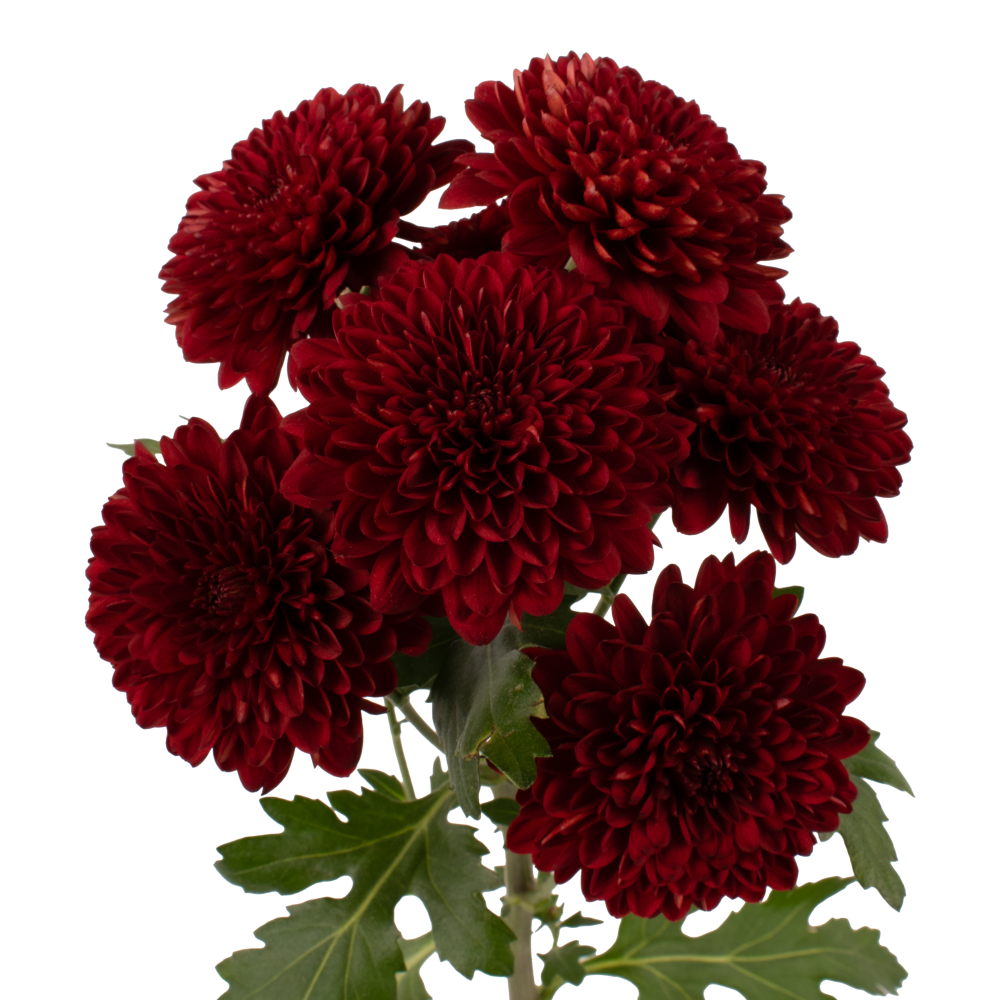 CUSHION SEI RUBEUS RD frontal