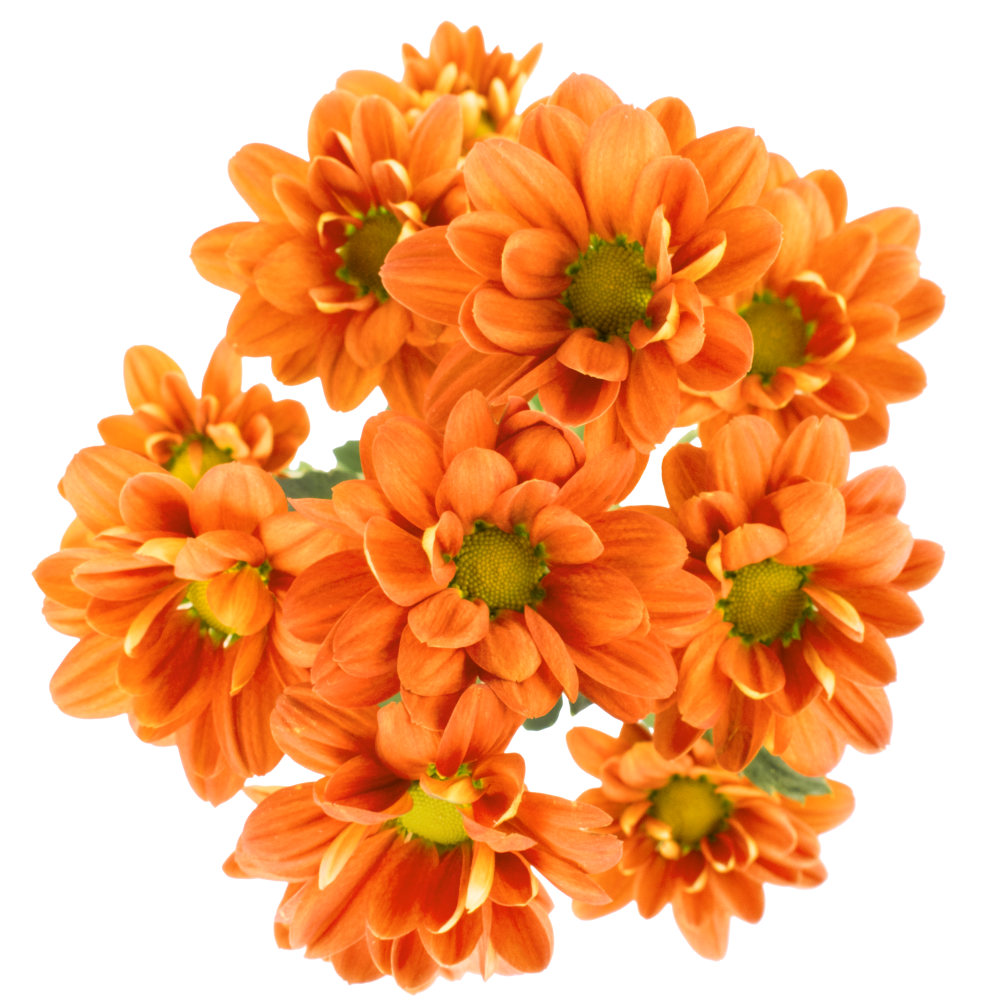 DAISY MELINDA BZ cenital 2