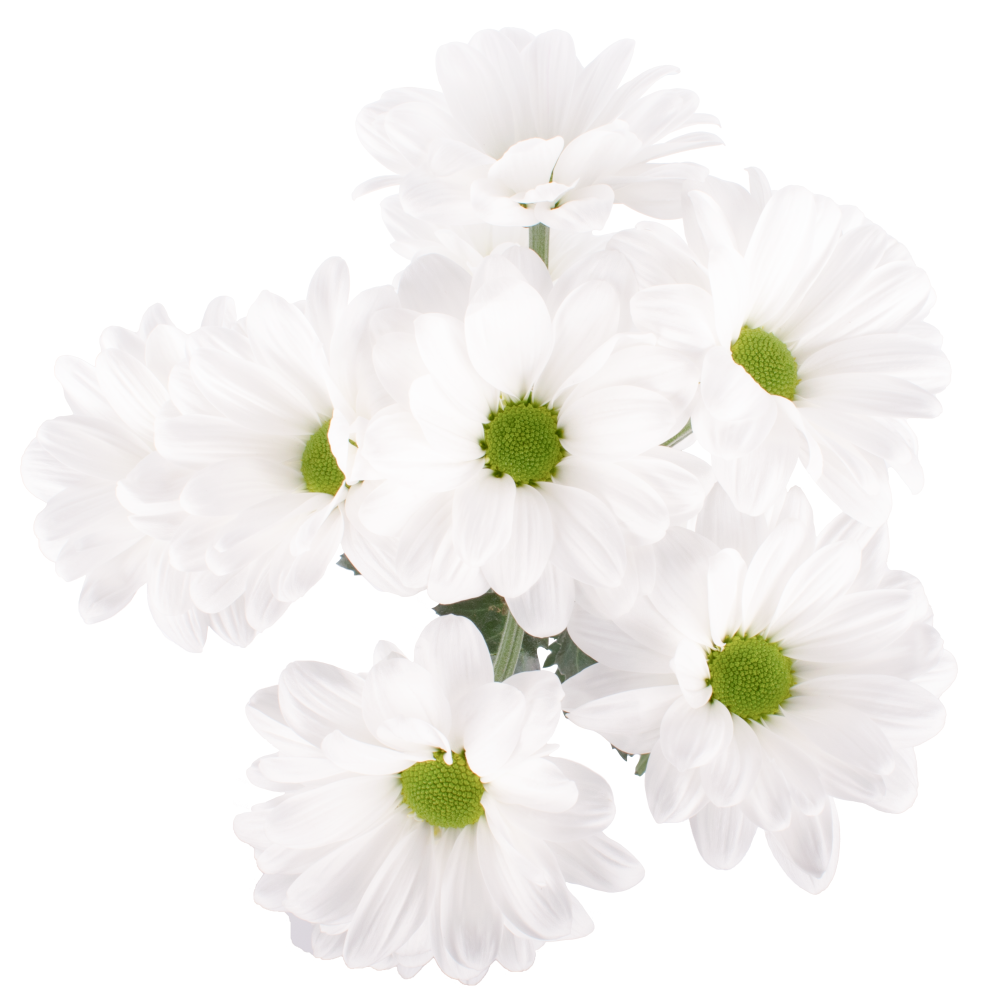 DAISY SPARTACK WH cenital