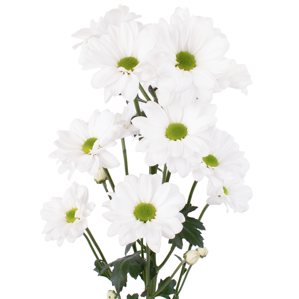 DAISY SPARTACK WH frontal